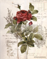 Dekortransfer Botanical rose